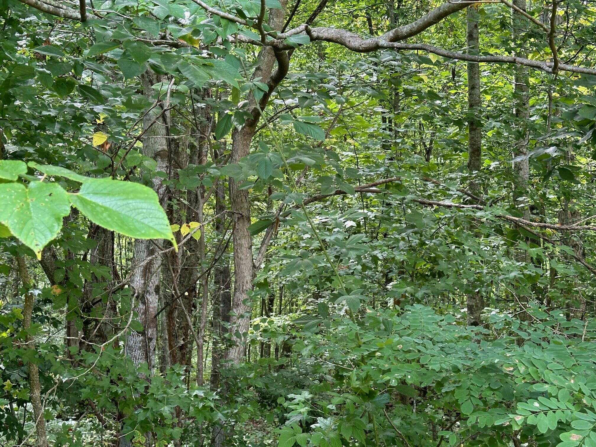 2 Prater Road, Unit 2 Pikeville, TN 37367 - Photo 16 of 19 5