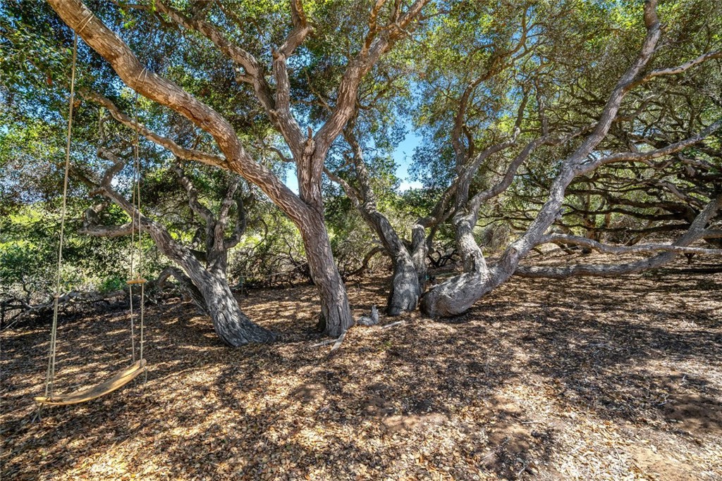 1606 Valley View Drive Los Osos, CA 93402 - Photo 22 of 50 a view of a tree in middle of the forest