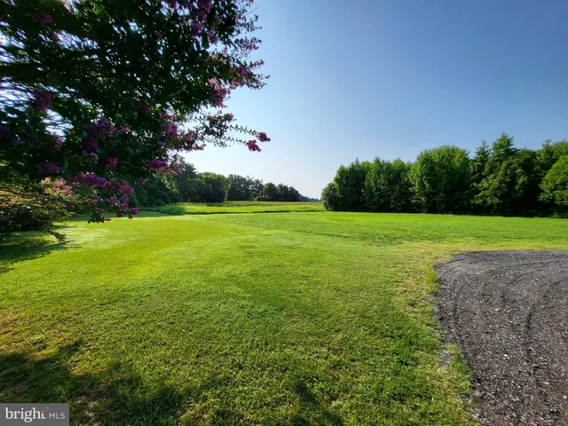 a view of a field with plants in front of it