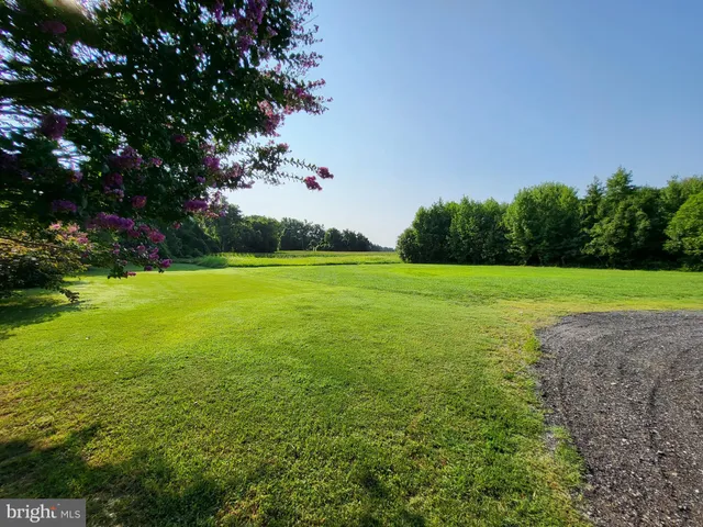 a view of a field with plants in front of it
