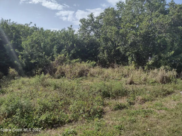a view of a lush green forest with lots of trees