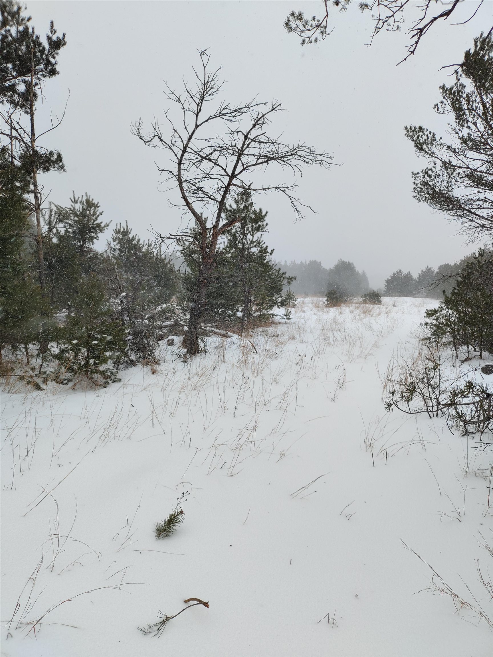 0 Old Pineway Trail Mesick, MI 49668 - Photo 10 of 12