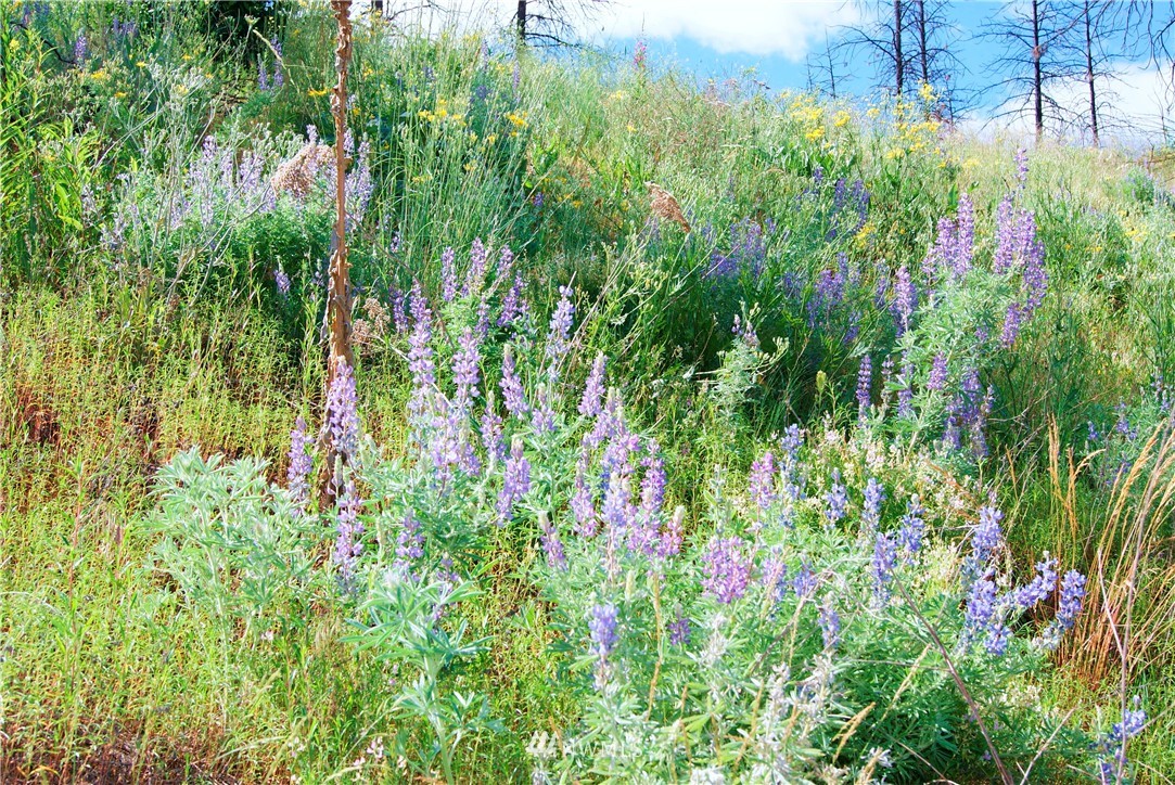 41 B French Creek Road Methow, WA 98834 - Photo 9 of 19