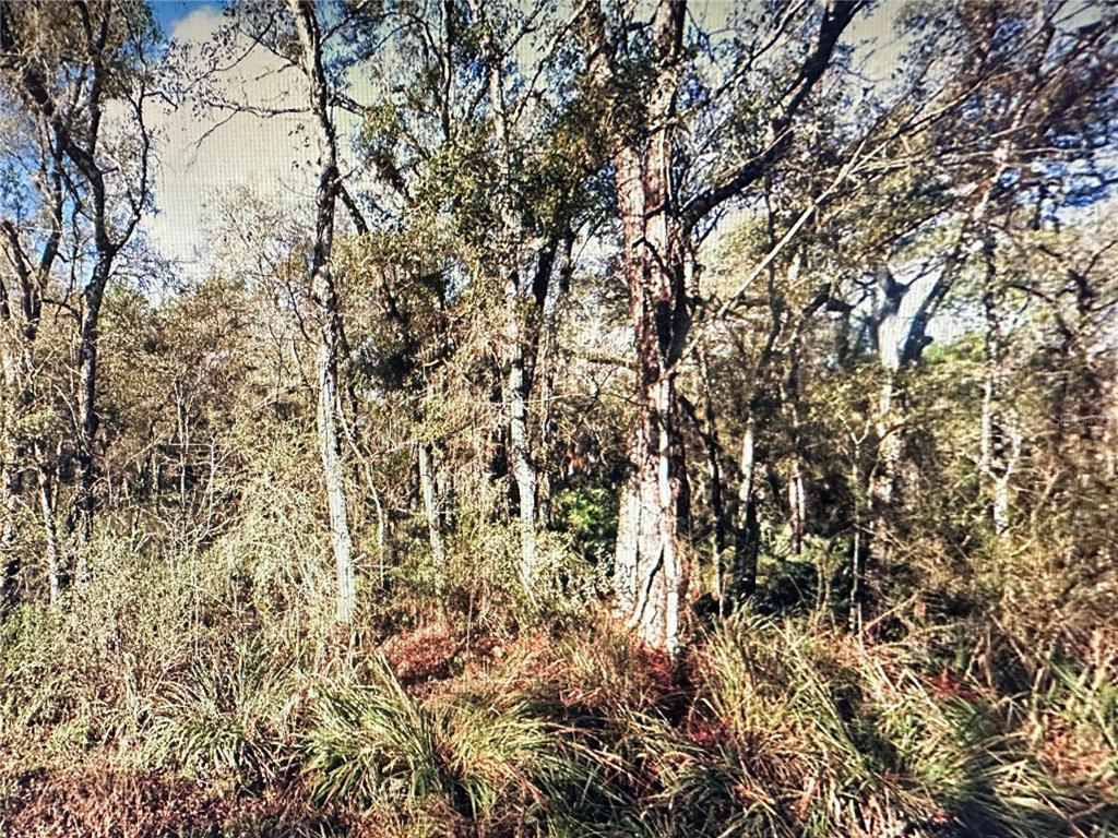 Table Rock Drive Webster, FL 33597 - Photo 1 of 10 a view of a yard