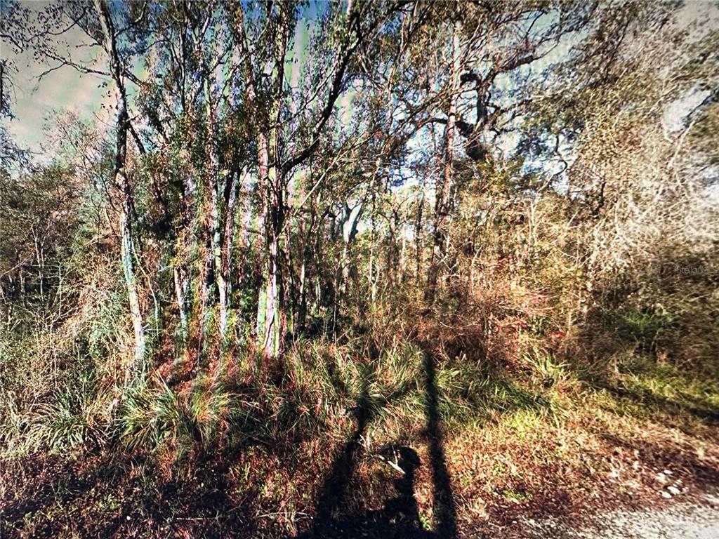 Table Rock Drive Webster, FL 33597 - Photo 2 of 10 a view of a tree with a tree