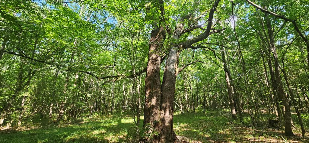 0 Case Road Slocomb, AL 36375 - Photo 5 of 18