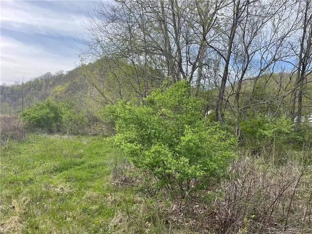 a view of a yard with a tree