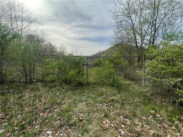 a view of a forest with a tree