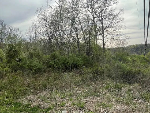 a view of a forest with lots of trees