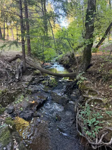 a view of a forest with lots of trees