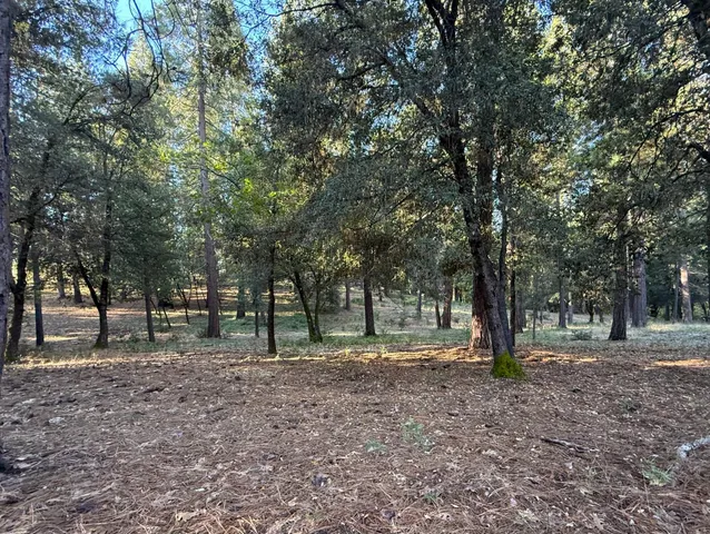 a view of a yard with a trees