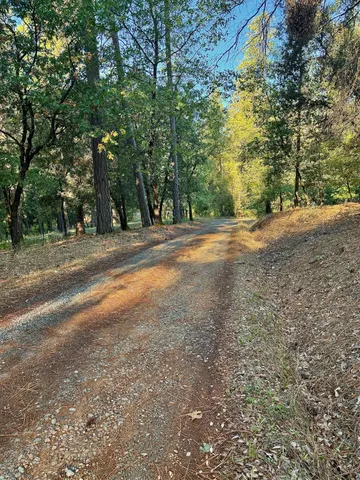 a view of a forest filled with trees