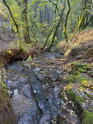 a view of yard with trees