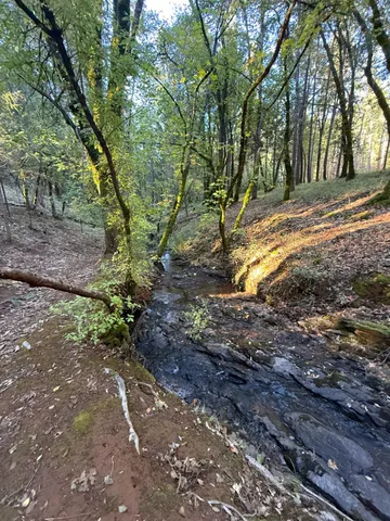 a view of water tree