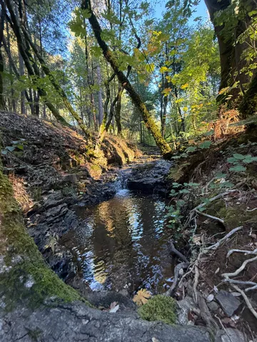 a view of a yard with a tree