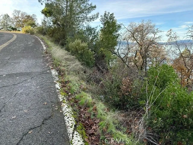 a view of a forest with a tree