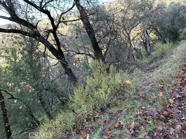 a view of a forest with trees in the background
