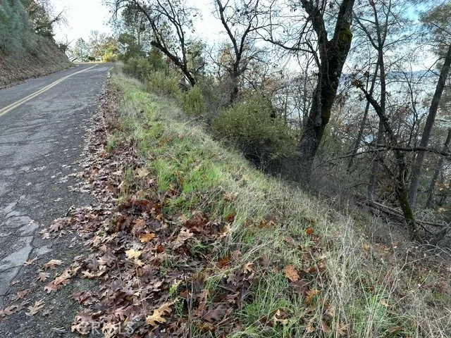 a view of a forest with trees in the background