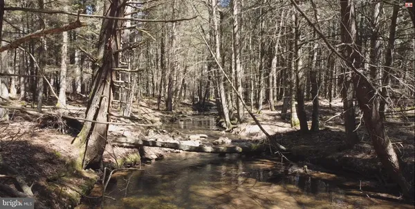 a picture of tree