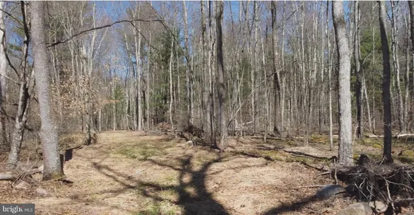 a view of a yard with trees