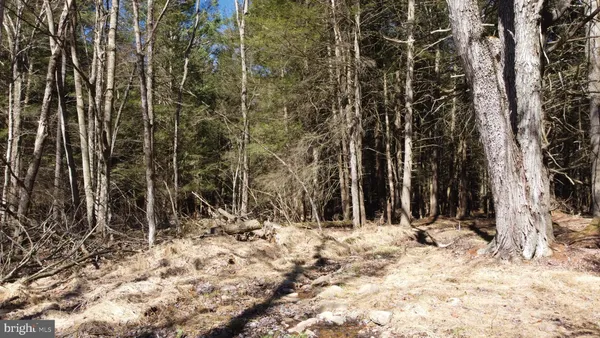 a view of a dry yard with trees