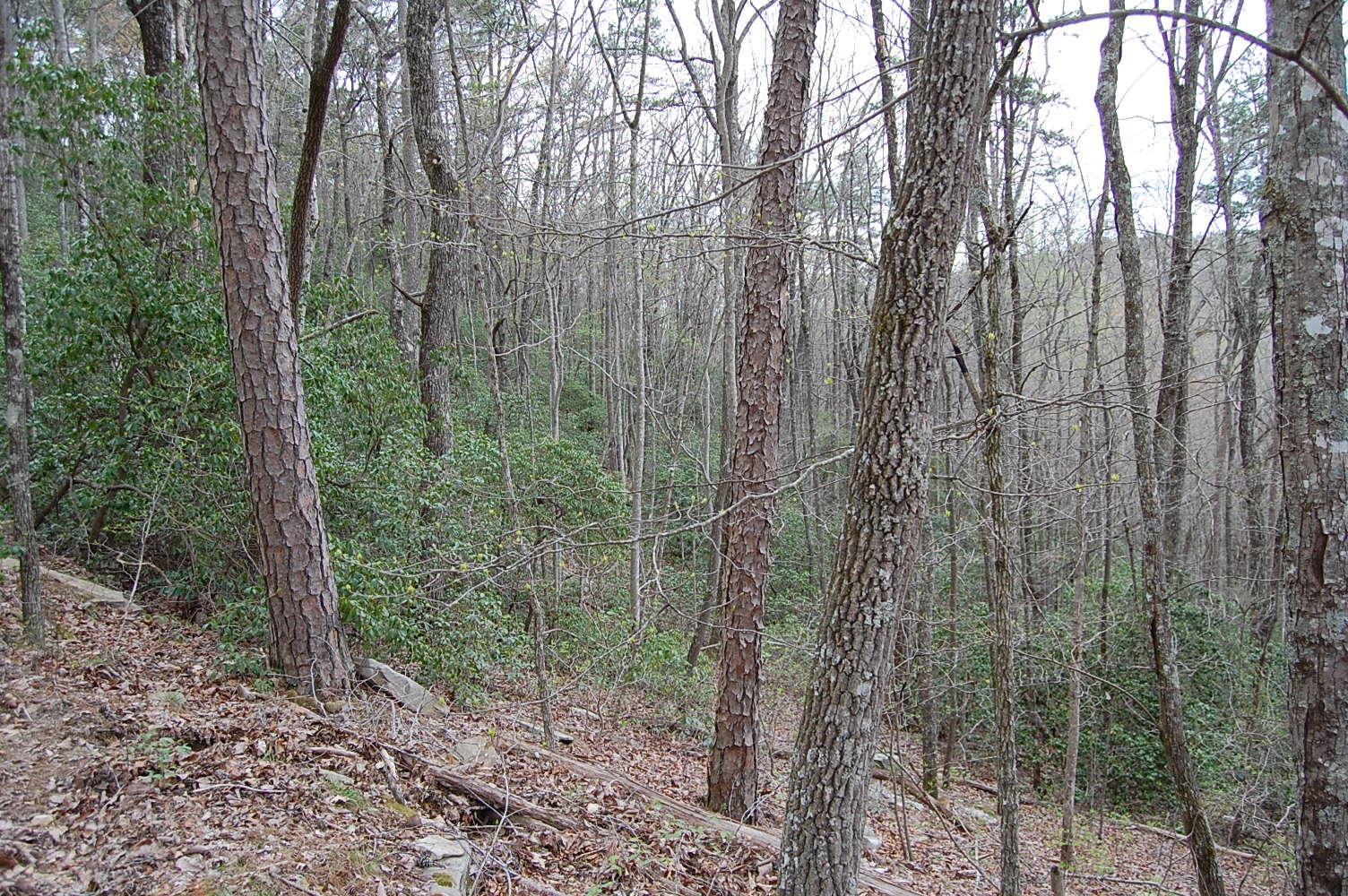 12 Flat Mountain Road Dunlap, TN 37327 - Photo 11 of 25 Gallery Image 11