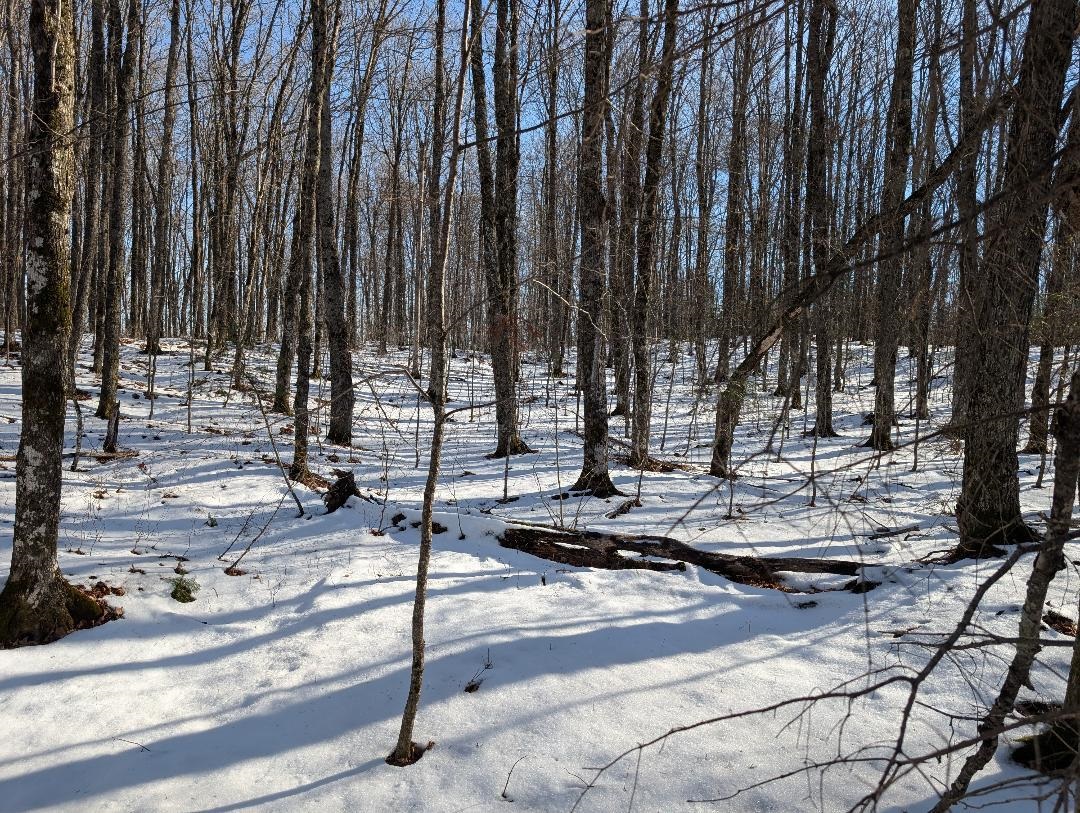 View of yard layered in snow
