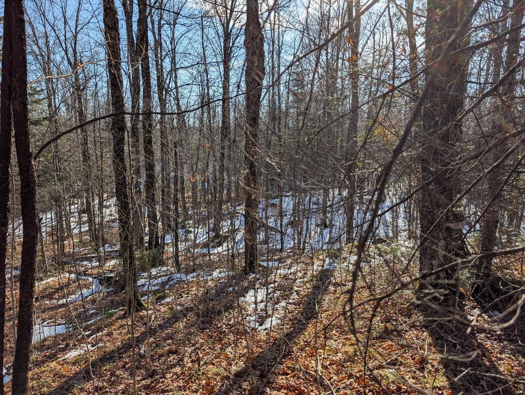 Red House Road Upson, WI 54565 - Photo 11 of 17 View of nature