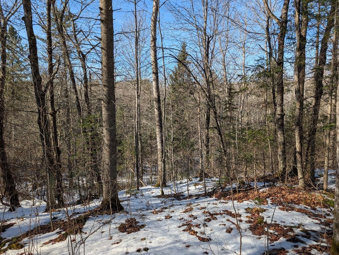 Red House Road Upson, WI 54565 - Photo 4 of 17 Snowy view