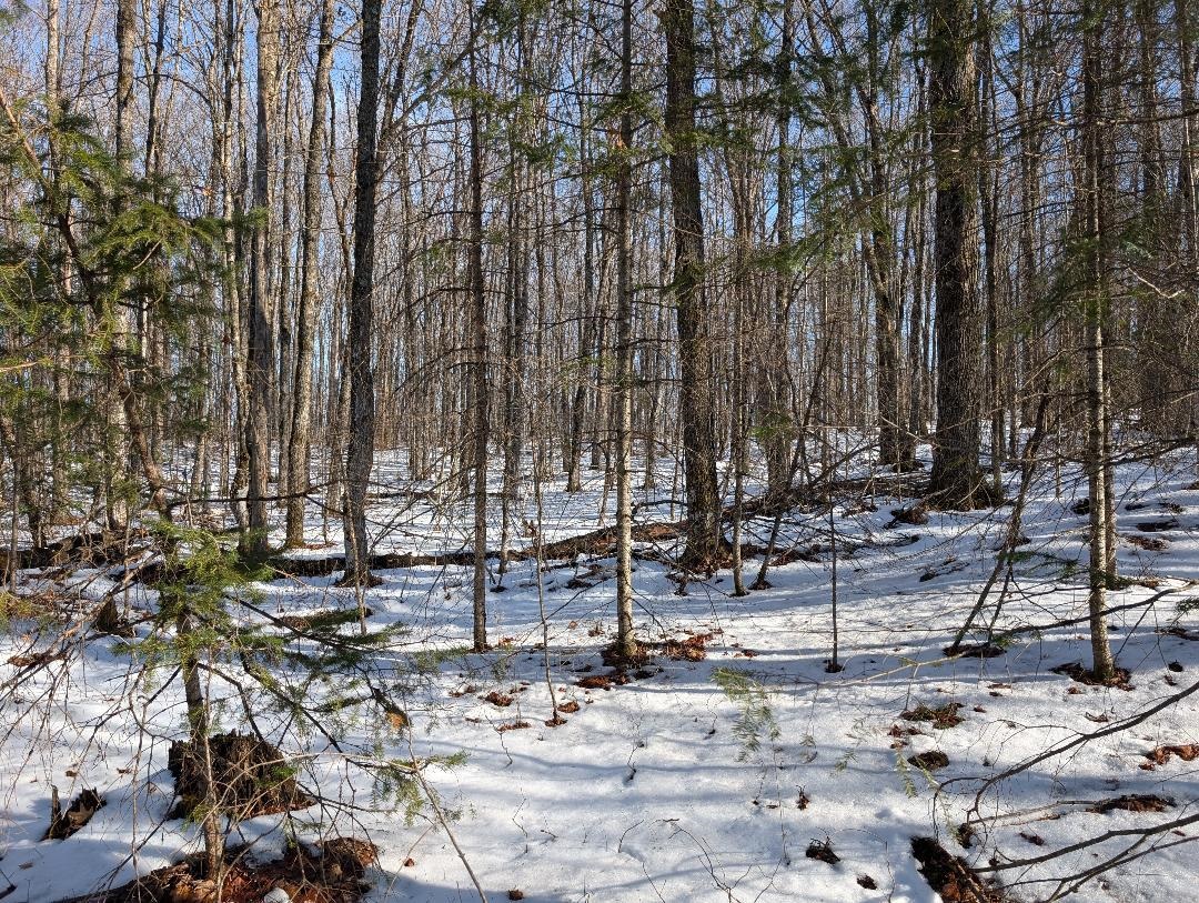 Red House Road Upson, WI 54565 - Photo 6 of 17 Snowy yard featuring view of wooded area