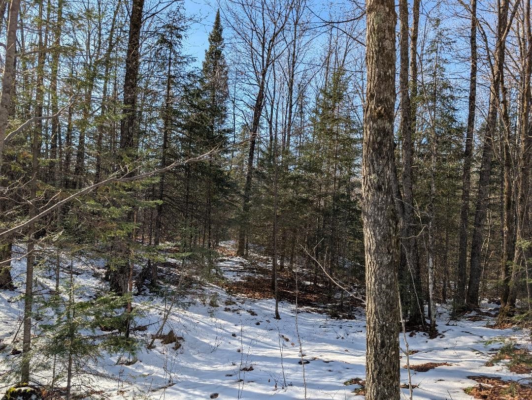 Red House Road Upson, WI 54565 - Photo 7 of 17 Snowy landscape