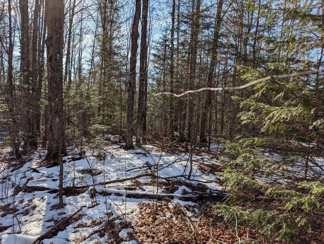 Red House Road Upson, WI 54565 - Photo 9 of 17 Snowy landscape