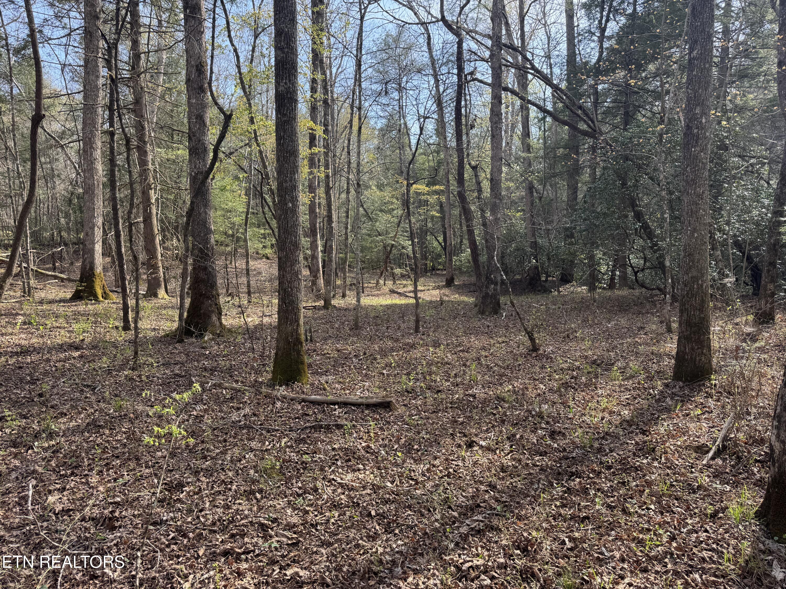 0 Burrville Road Sunbright, TN 37872 - Photo 12 of 21 IMG_3237