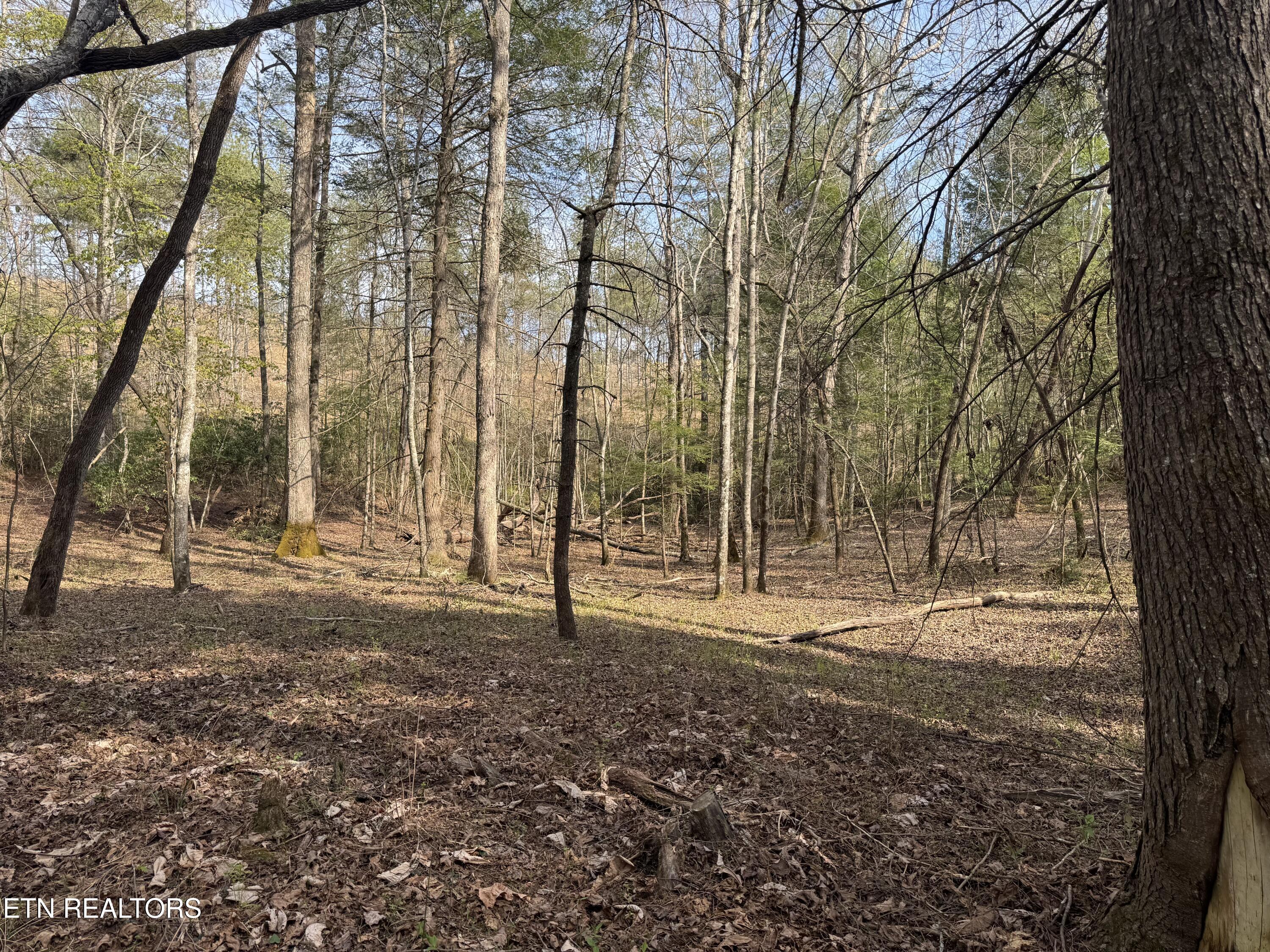 0 Burrville Road Sunbright, TN 37872 - Photo 17 of 21 IMG_3242