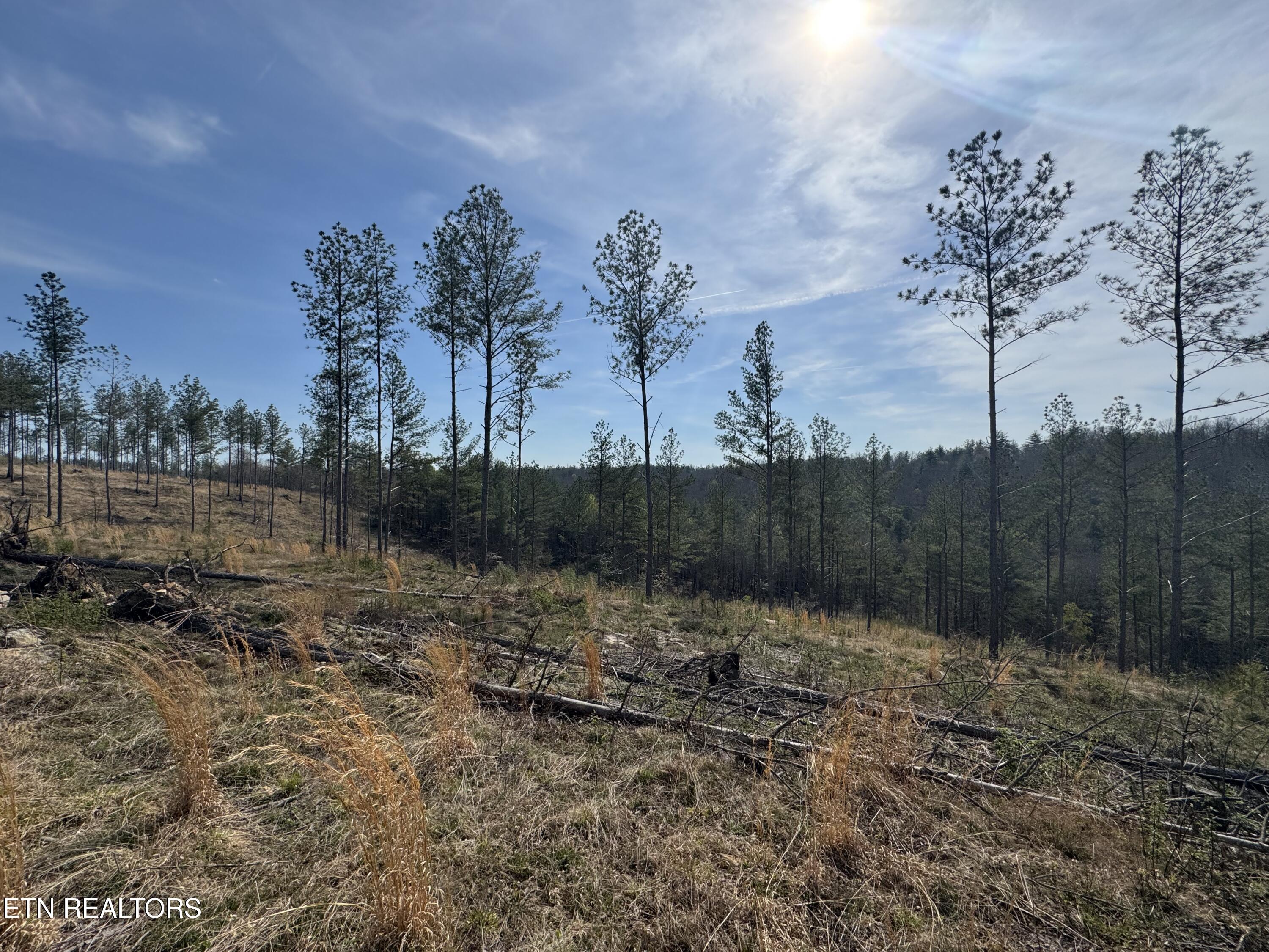 0 Burrville Road Sunbright, TN 37872 - Photo 7 of 21 IMG_3232