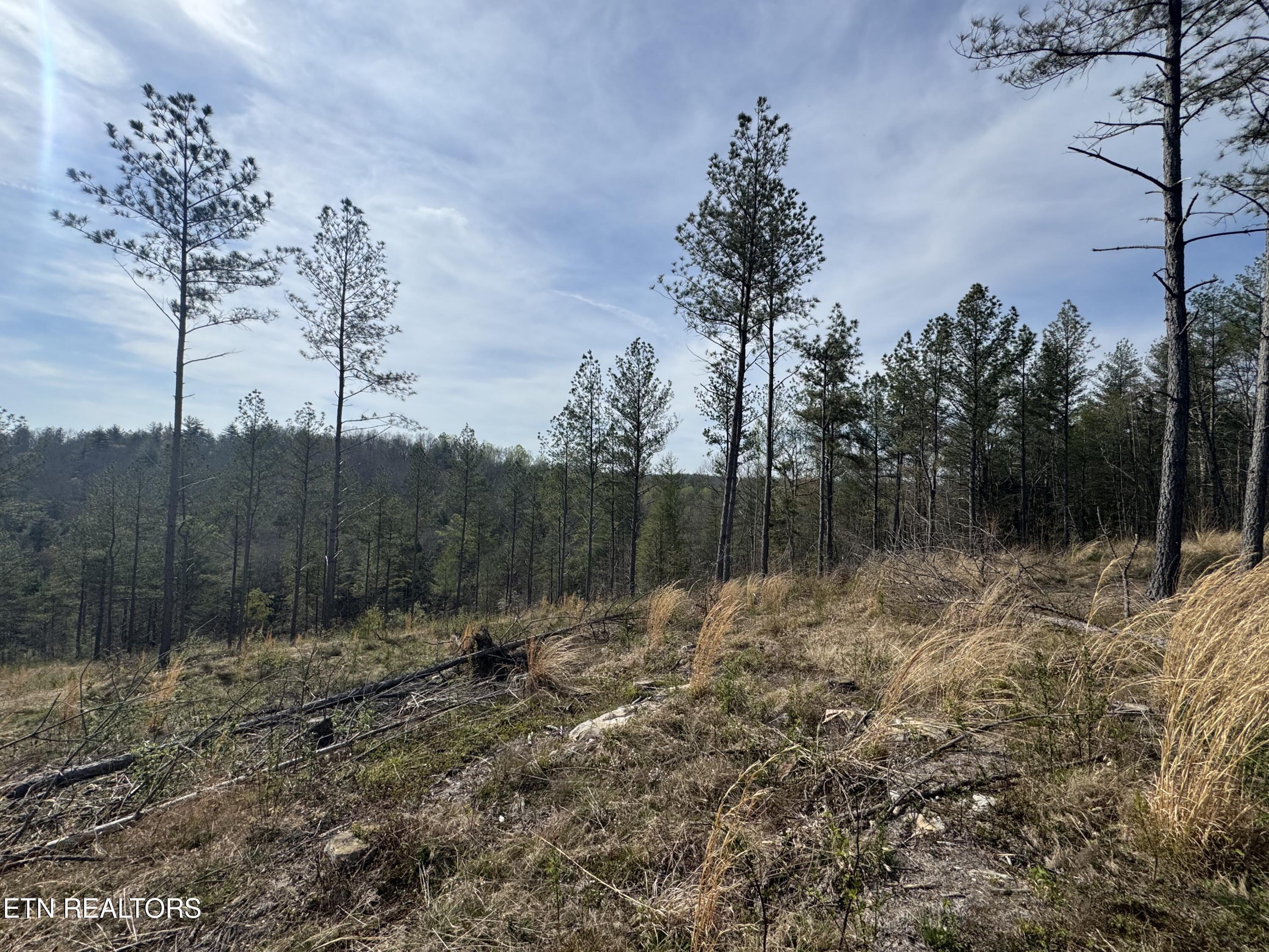 0 Burrville Road Sunbright, TN 37872 - Photo 8 of 21 IMG_3233