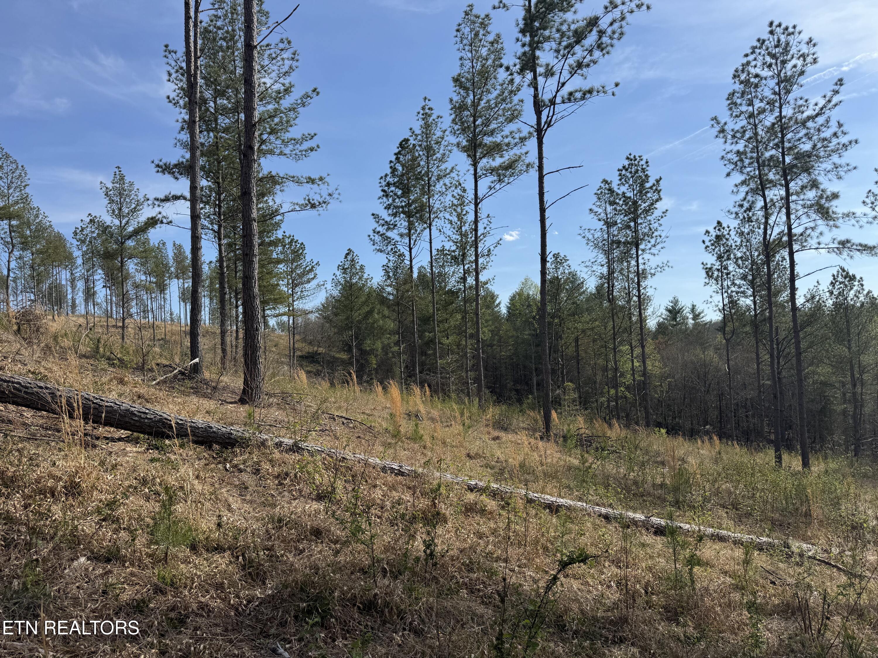 0 Burrville Road Sunbright, TN 37872 - Photo 9 of 21 IMG_3234