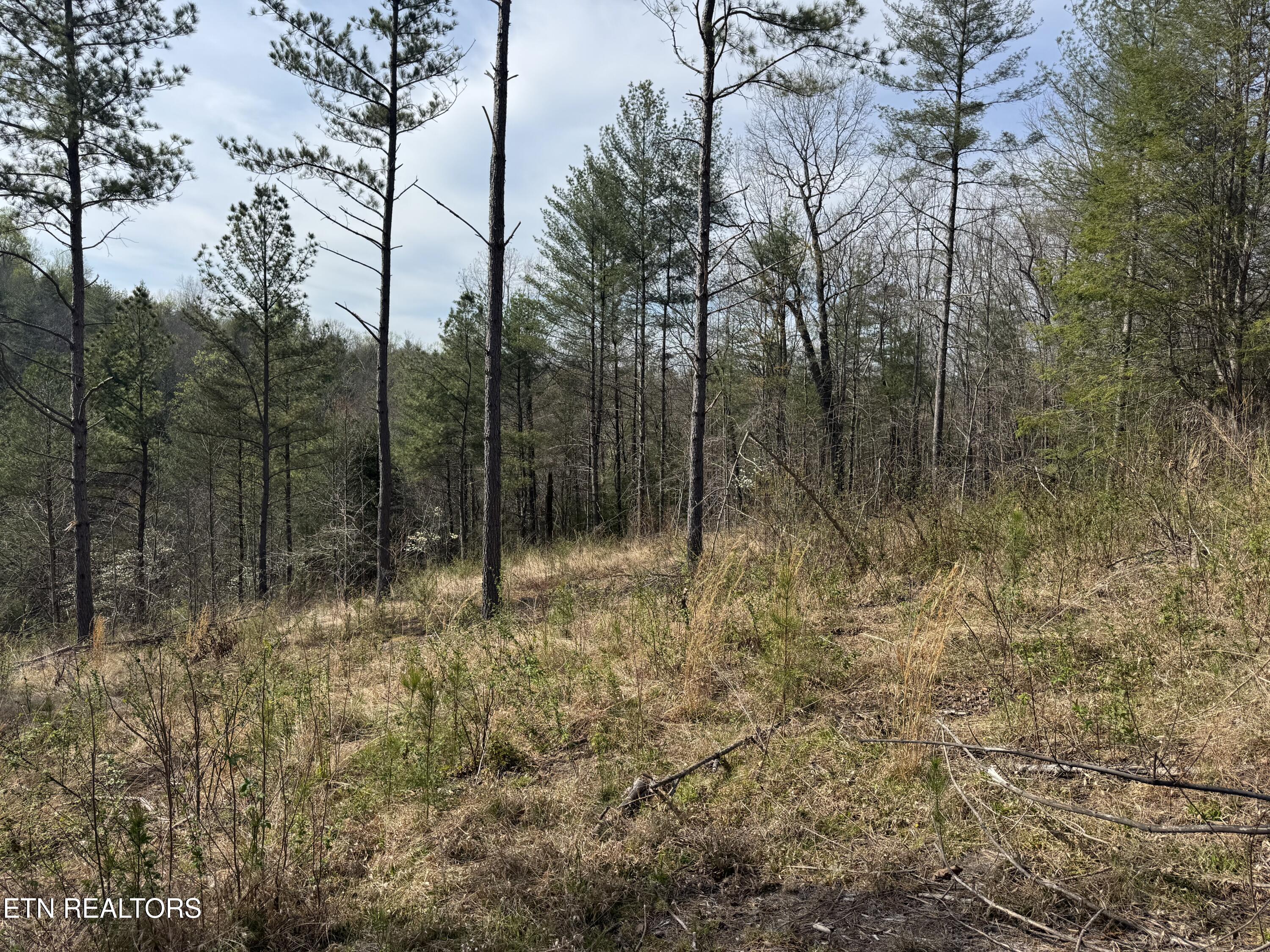 0 Burrville Road Sunbright, TN 37872 - Photo 10 of 21 IMG_3235