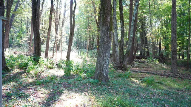 a view of a garden with plants and trees