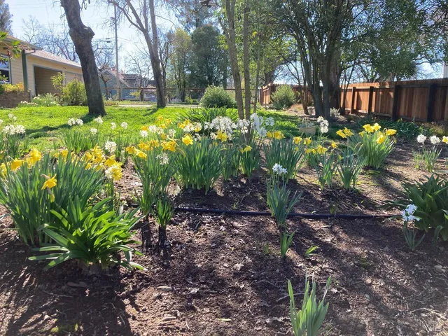 a view of backyard of green space