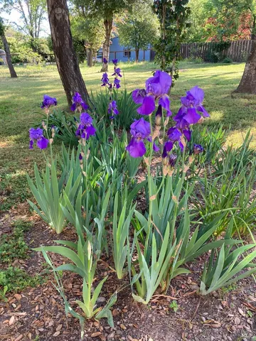 a backyard of a house with large trees and outdoor space