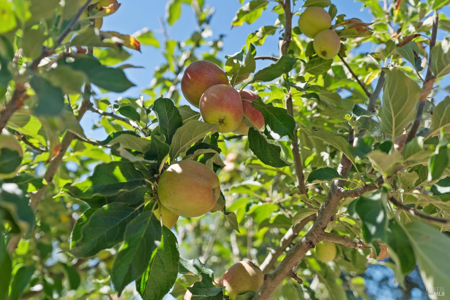 644 Piezzi Road Santa Rosa, CA 95401 - Photo 39 of 63 a view of flowers