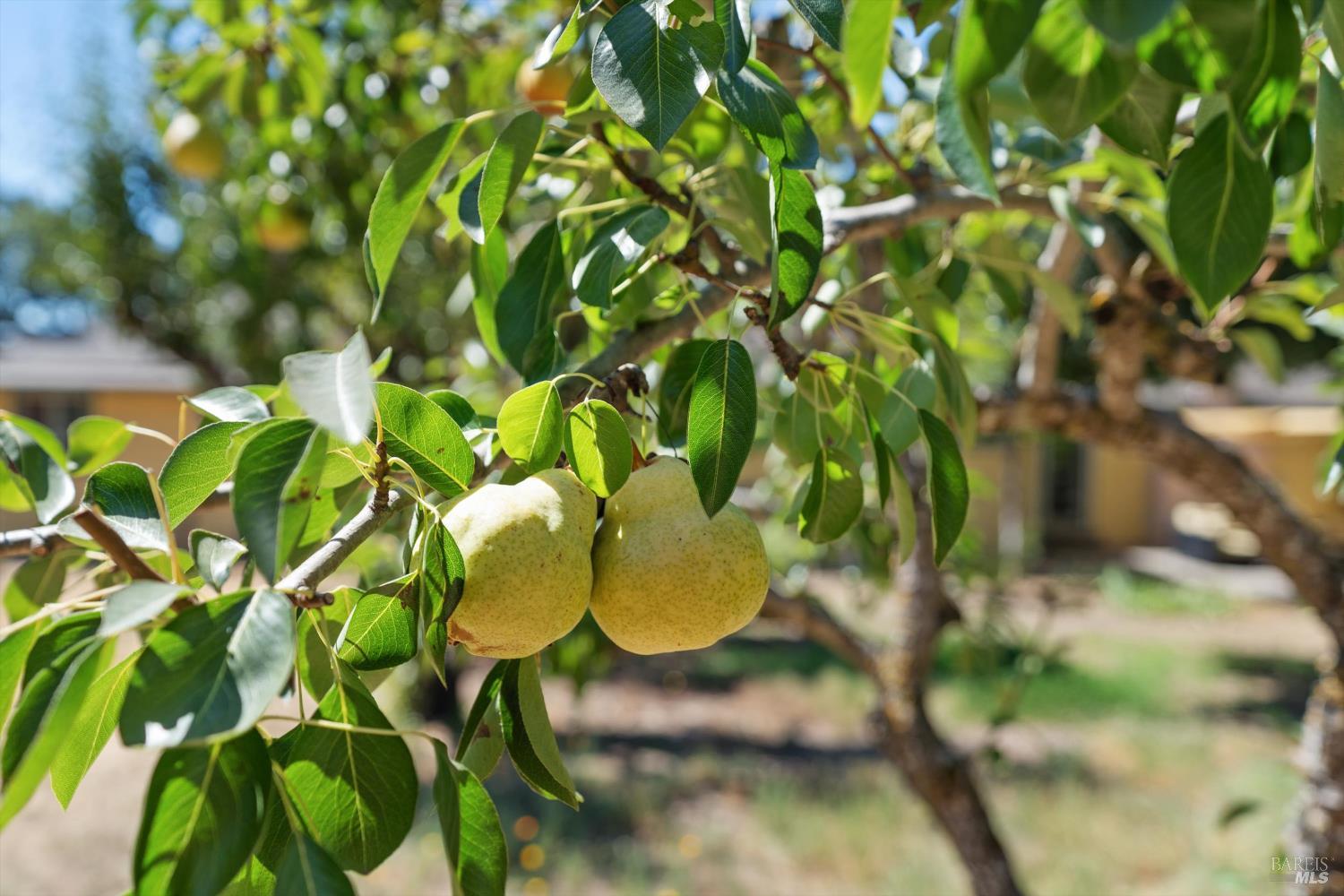 644 Piezzi Road Santa Rosa, CA 95401 - Photo 40 of 63 a view of plant