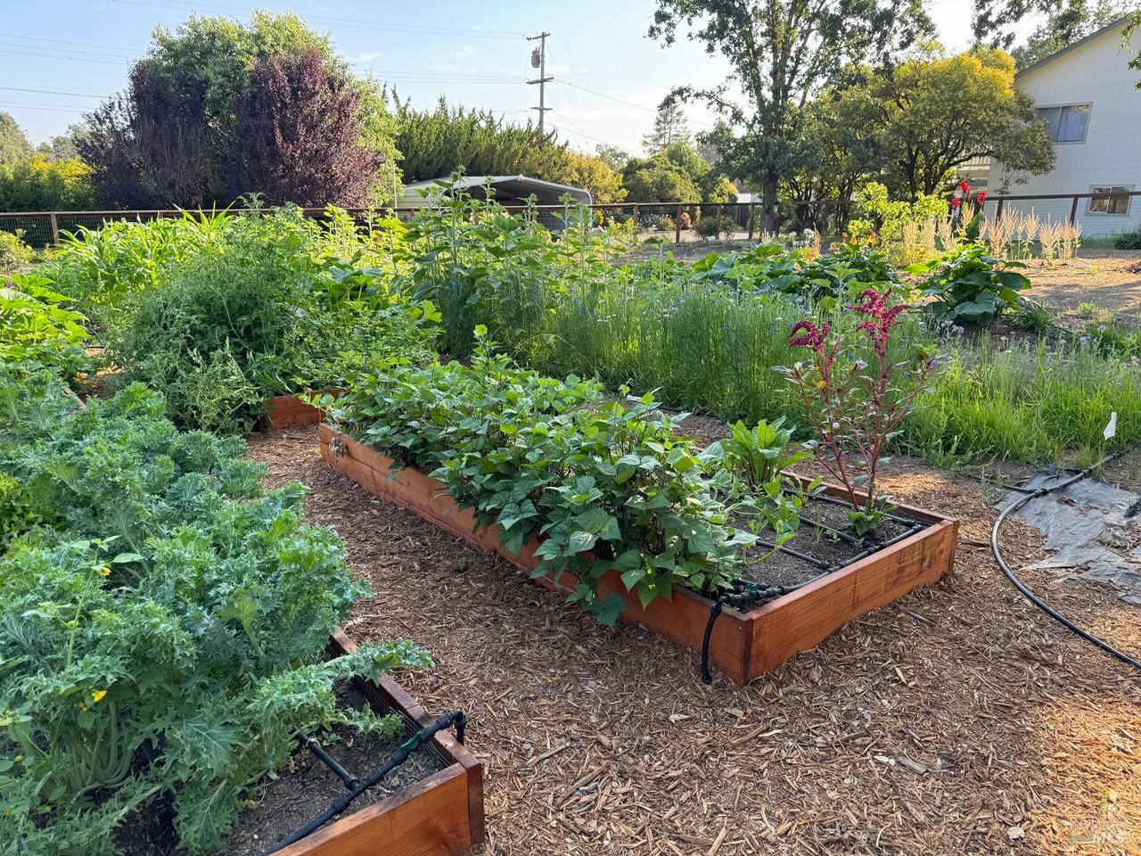 644 Piezzi Road Santa Rosa, CA 95401 - Photo 45 of 63 a view of a garden with plants