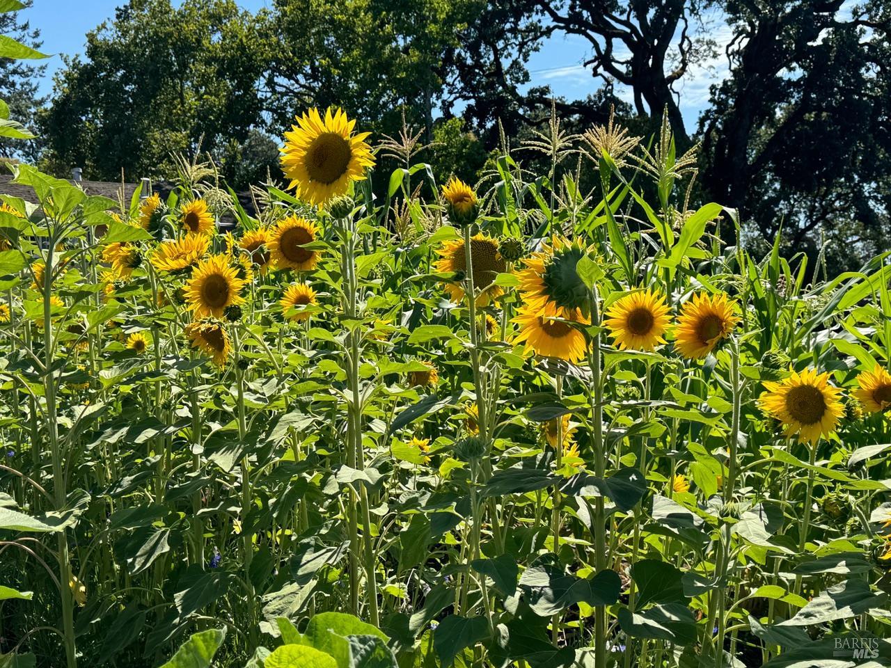 644 Piezzi Road Santa Rosa, CA 95401 - Photo 48 of 63 a view of a tree with plants in front of it