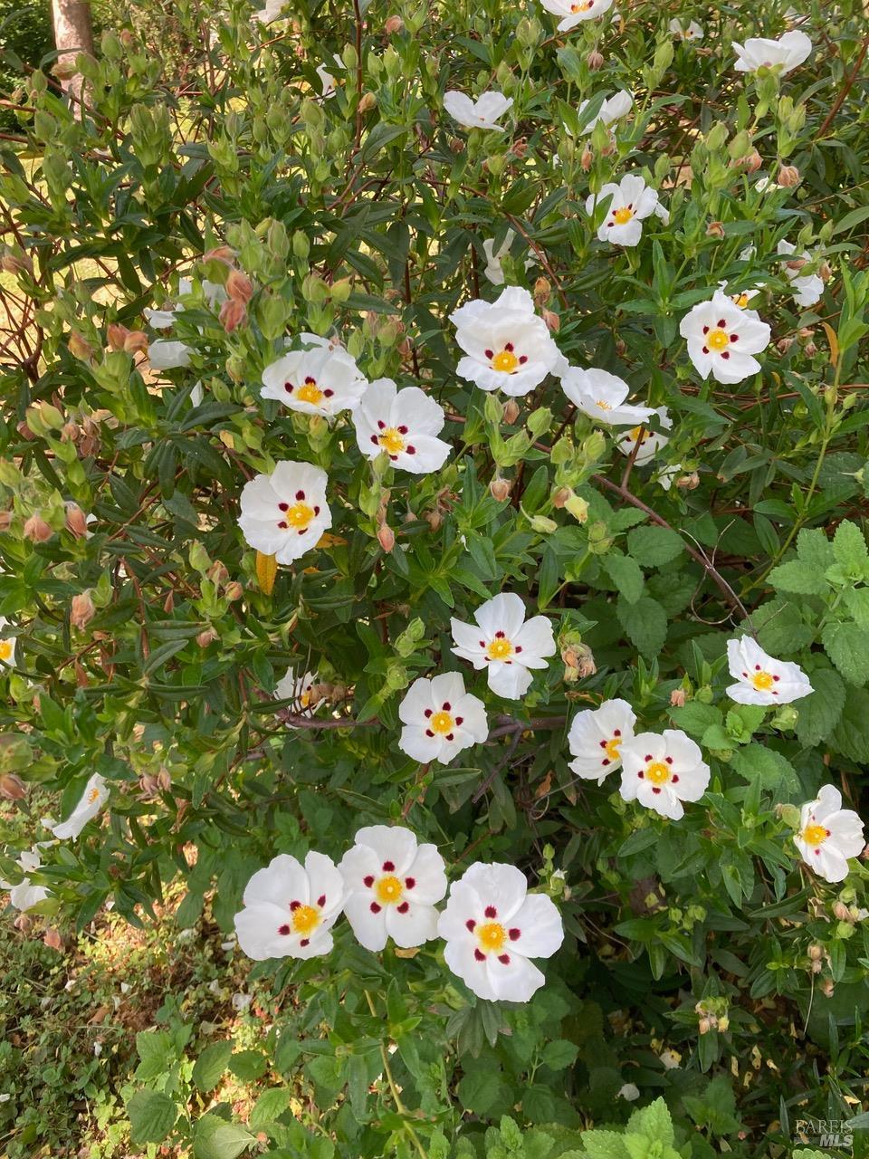 644 Piezzi Road Santa Rosa, CA 95401 - Photo 49 of 63 a white vase of flowers