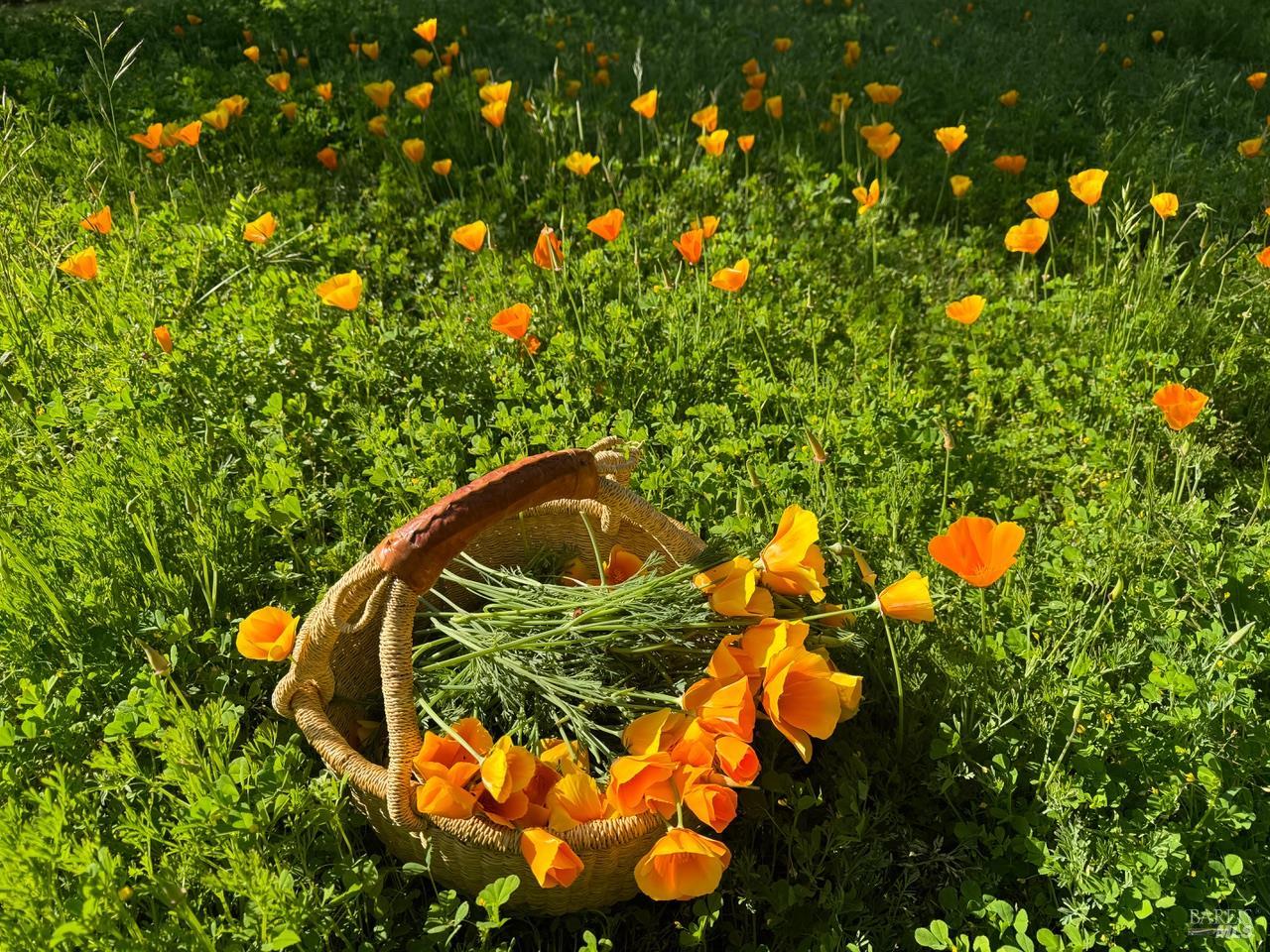 644 Piezzi Road Santa Rosa, CA 95401 - Photo 50 of 63