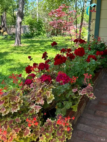 a view of a flower in a garden