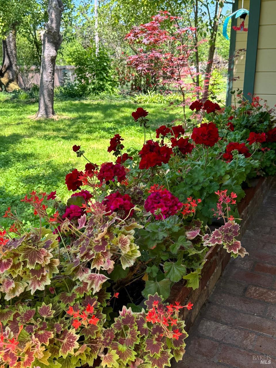 644 Piezzi Road Santa Rosa, CA 95401 - Photo 5 of 63 a view of a flower in a garden