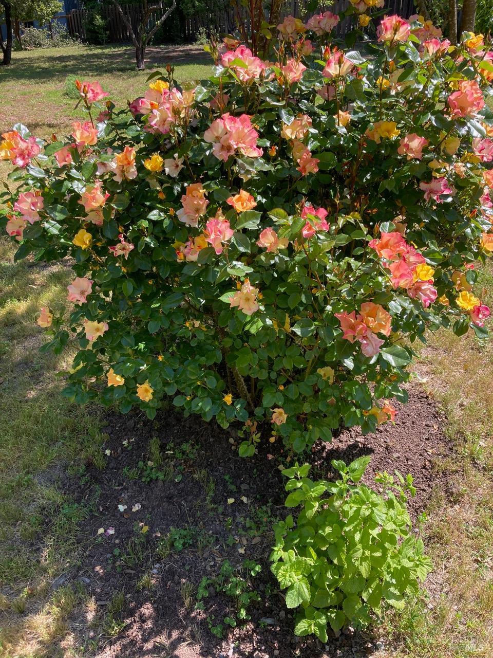 644 Piezzi Road Santa Rosa, CA 95401 - Photo 51 of 63 a view of a flower